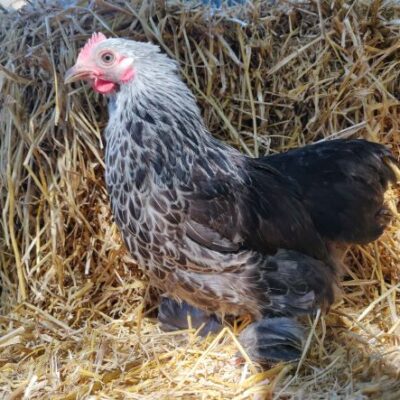 Pekin Bantam Hens - Mantel Farm