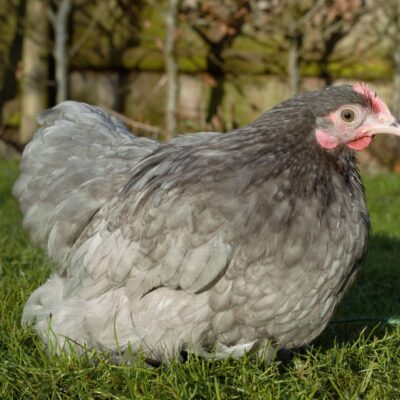 Pekin Bantam Hens - Mantel Farm