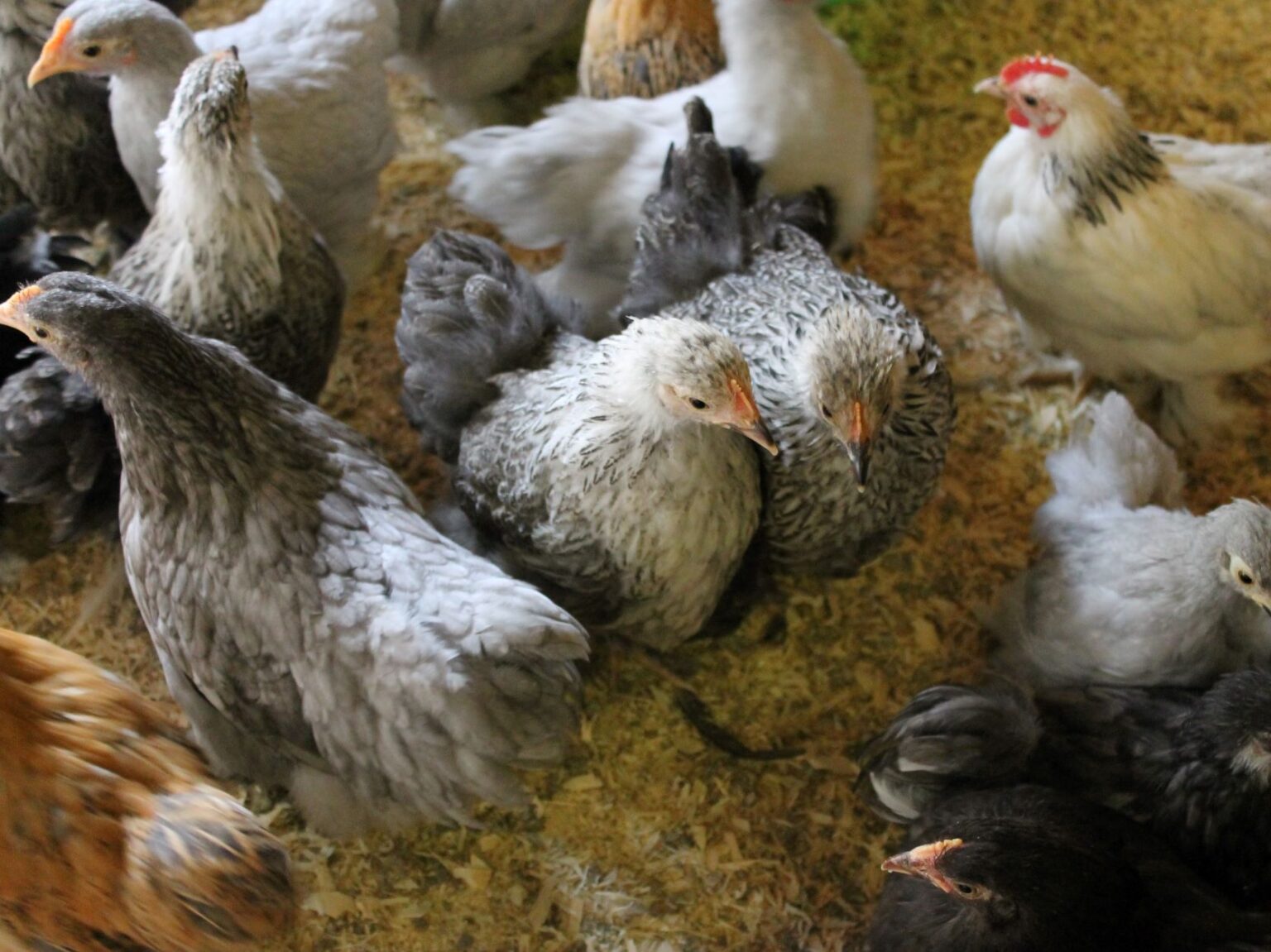 Pekin Bantam Hen Gold Partridge - Mantel Farm