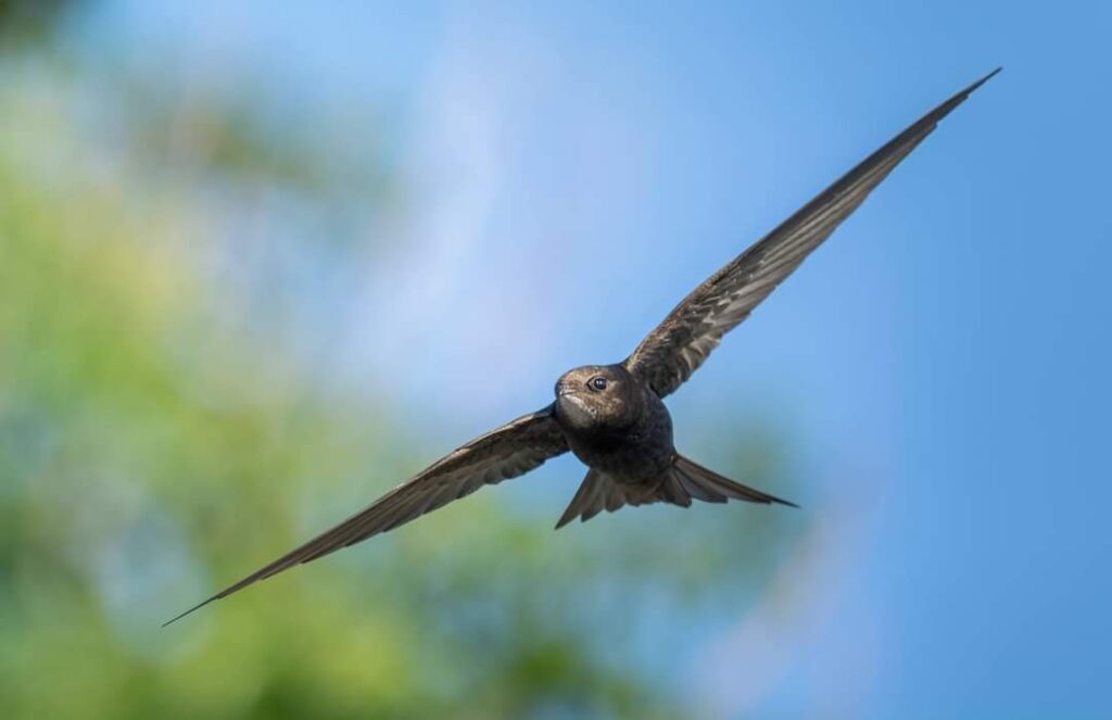 Swifts in Crowhurst 2024
