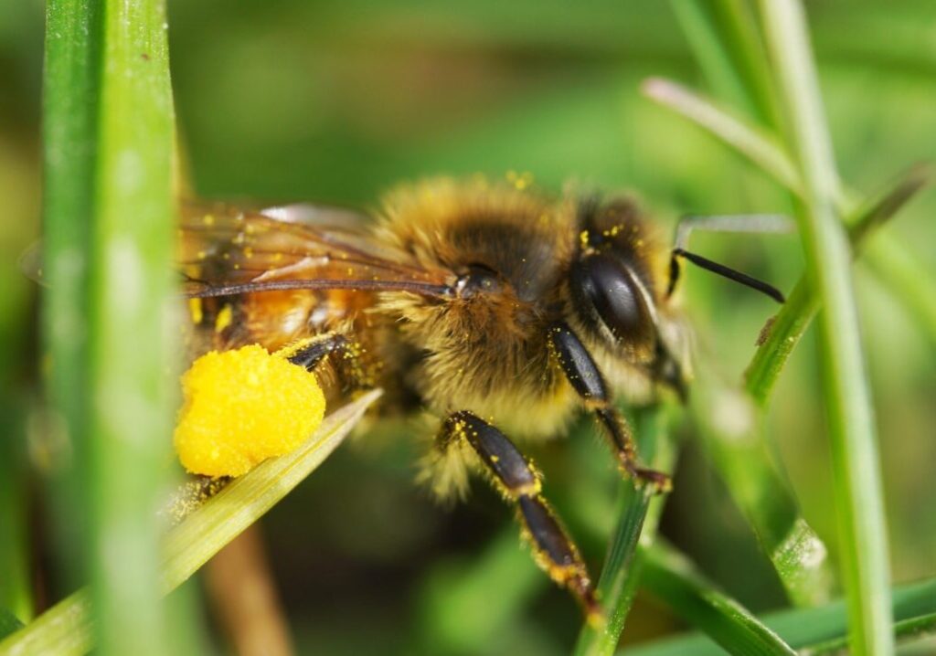 March25 The Sussex Beekeepers AGM